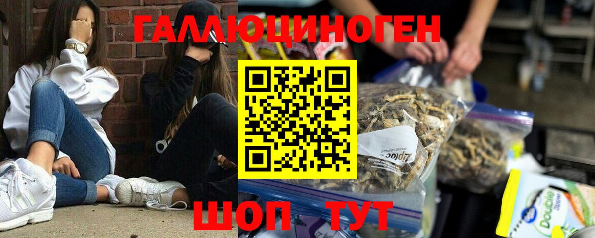 Галлюциногенные грибы Psilocybine cubensis Донской